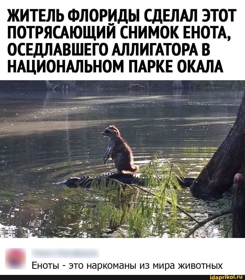 ЖИТЕЛЬ ФЛОРИДЫ СДЕЛАЛ ЭТОТ ПОТРЯСАЮЩИЙ СНИМОК ЕНОТА,
ОСЕДЛАВШЕГО АЛЛИГАТОРА В НАЦИОНАЛЬНОМ ПАРКЕ ОКАЛА
Еноты - это наркоманы из мира животных