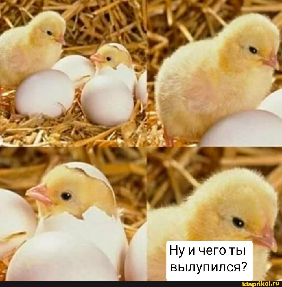 Ну и чего ты
вылупился?