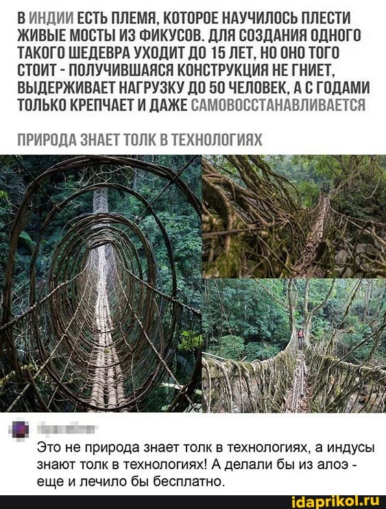 ИНДИИ ЕСТЬ ПЛЕМЯ. КОТОРОЕ НАУЧИЛОСЬ ПЛЕСТИ ЖИВЫЕ МОСТЫ ИЗ ФИКУСОВ. ДЛЯ СОЗДАНИЯ ОДНОГО ТАКОГО ШЕДЕВРА УХОДИТ ДО 15 ЛЕТ, НО ОНО ТОГО СТОИТ - ПОЛУЧИВШАЯСЯ КОНСТРУКЦИЯ НЕ ГНИЕТ.
ВЫДЕРЖИВАЕТ НАГРУЗКУ ДО 50 ЧЕЛОВЕК, А С ГОДАМИ ТОЛЬКО КРЕПЧАЕТ И ДАЖЕ САМОВОССТАНАВЛИВАЕТСЯ
ПРИРОДА ЗНАЕТ ТОЛК В ТЕХНОЛОГИЯХ
Это не природа знает толк в технологиях, а индусы знают толк в технологиях! А делали бы из алоэ - еще и лечило бы бесплатно