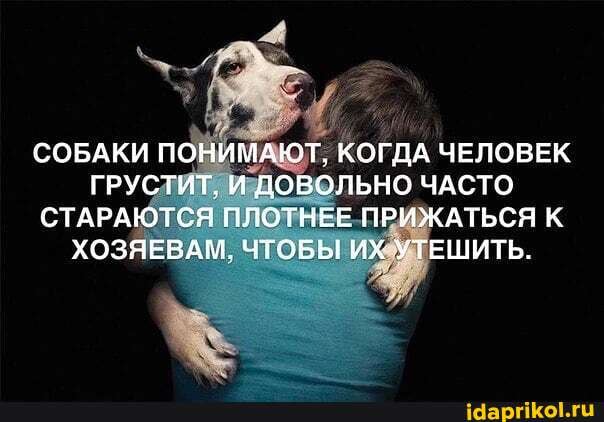 СОБАКИ ПОНИМАЮТ. КОГДА ЧЕЛОВЕК ГРУСТИТ, И ДОВОЛЬНО ЧАСТО СТАРАЮТСЯ ПЛОТНЕЕ ПРИЖАТЬСЯ К ХОЗЯЕВАМ, ЧТОБЫ ИХ УТЕШИТЬ.