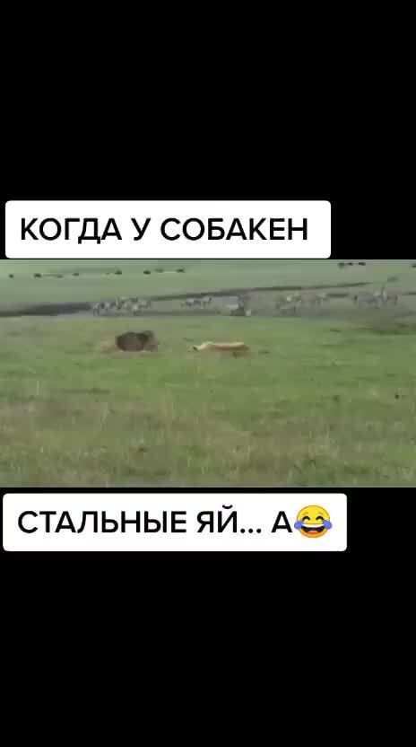 КОГДА У СОБАКЕН СТАЛЬНЫЕ ЯЙ.