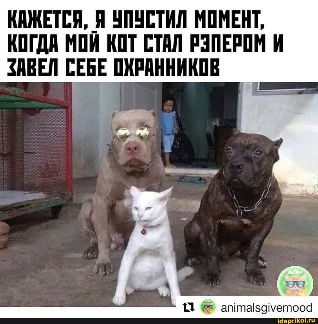 КАЖЕТСЯ, Я УПУСТИЛ МОМЕНТ,
КОГДА МОИ КОТ СТАЛ РЭПЕРОМ И ЗАВЕЛ СЕБЕ ОХРАННИКОВ