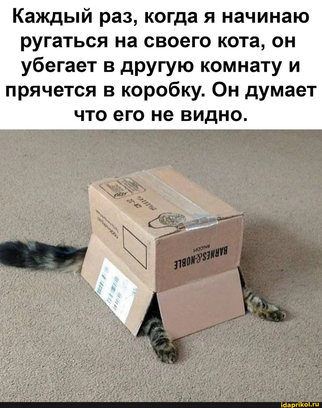 Каждый раз, когда я начинаю ругаться на своего кота, он убегает в другую комнату и
прячется в коробку. Он думает что его не видно.