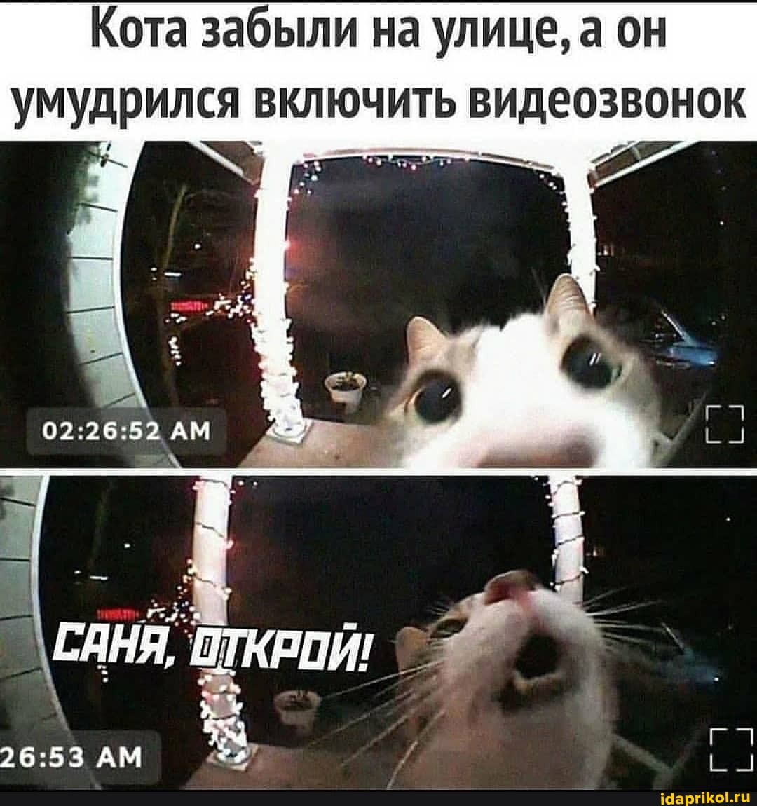 Кота забыли на улице, а он умудрился включить видеозвонок
гл
АМ