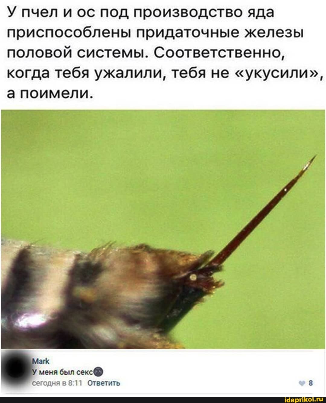 У пчел и ос под производство яда приспособлены придаточные железы половой системы. Соответственно, когда тебя ужалили, тебя не "укусили", а поимели.
меня был секс@) егодня в Ответить 8