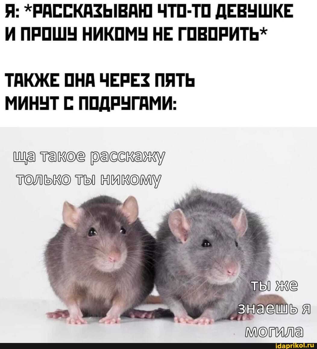 Я: *РАССКАЗЫВАЮ ЧТО-ТО ДЕВУШКЕ И ПРОШУ НИКОМУ НЕ ГОВОРИТЬ*
ТАКЖЕ ОНА ЧЕРЕЗ ПЯТЬ МИНУТ ПОДРУГАМИ:
ша такое расскажу
ТОЛЬКО ты никому
ты же
знаешь
МОГИЛ