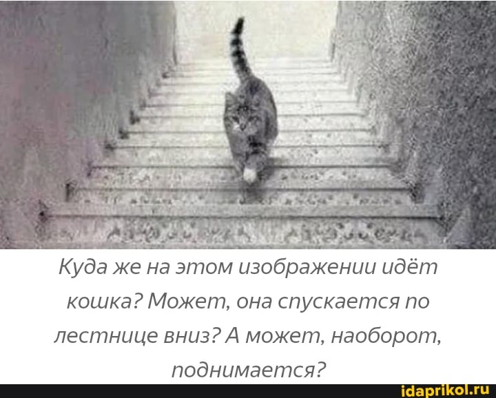 Куда же на этом изображении идёт
кошка? Может, она спускается по лестнице вниз? А может, наоборот,
поднимается?