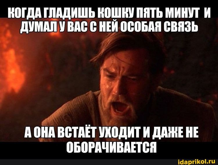 КОГДА ГЛАДИШЬ КОШКУ ПЯТЬ МИНУТ И ДУМАЛ У ВАС С НЕЙ ОСОБАЯ СВЯЗЬ АОНА ВСТАЕТ УХОДИТИ ДАЖЕ НЕ ОБОРАЧИВАЕТСЯ
