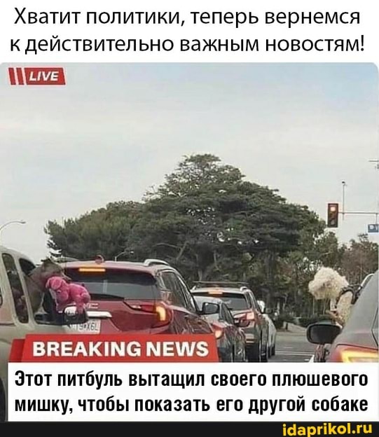 Хватит политики, теперь вернемся к действительно важным новостям!
ВВЕАКИМС МЕ\/
Этот питбуль вытащил своего плюшевого мишку, чтобы показать его другой собаке