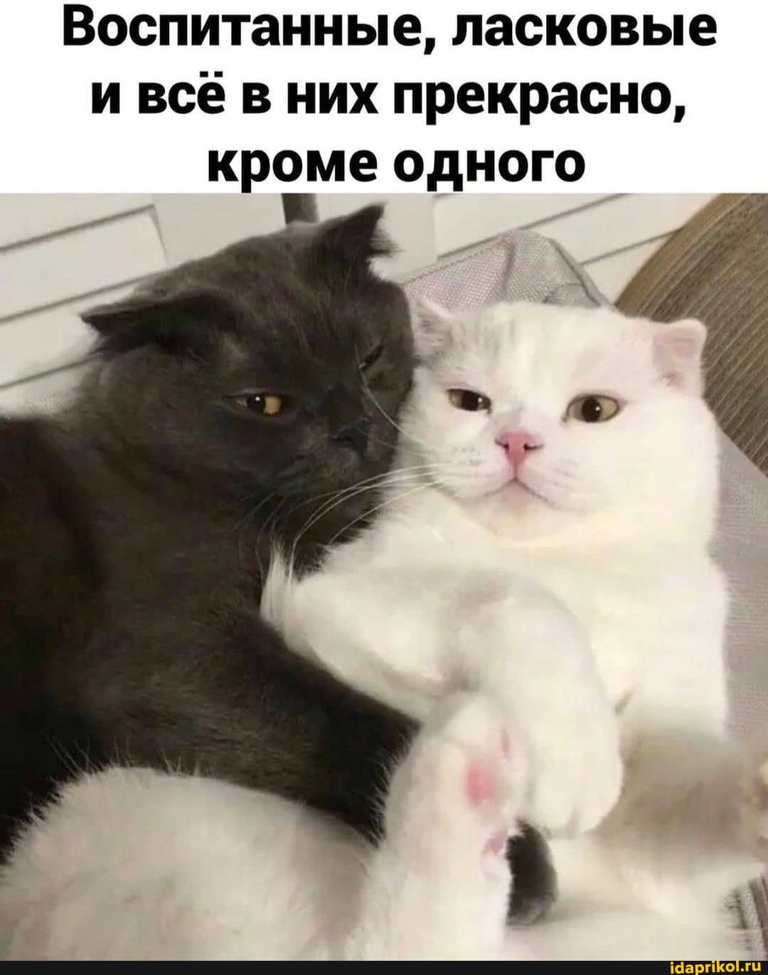 Воспитанные, ласковые и все в них прекрасно, кроме одного