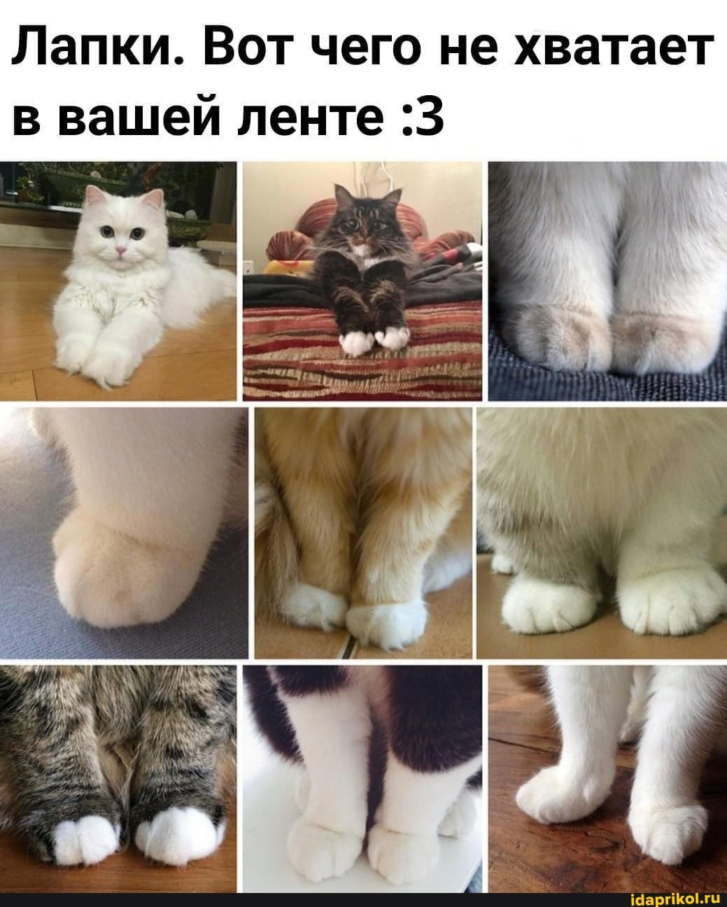 Лапки. Вот чего не хватает в вашей ленте :3