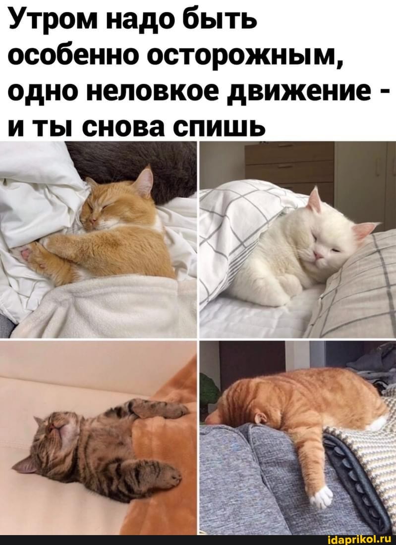 Утром надо быть особенно осторожным, одно неловкое движение - и ты снова спишь