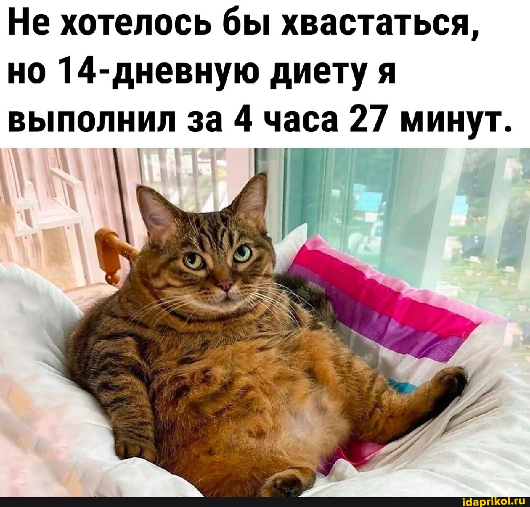 Не хотелось бы хвастаться, но 14-дневную диету я ВЫПОЛНИЛ За 4 часа 27 минут. - АйДаПрикол