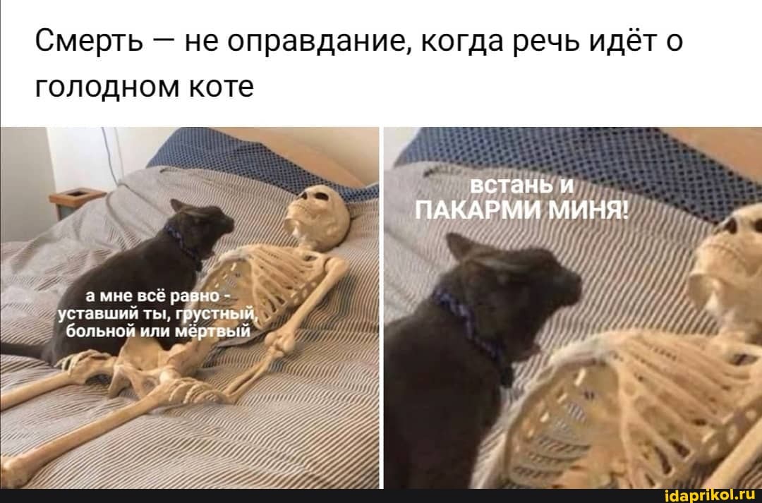 Смерть не оправдание, когда речь идёт о
голодном коте