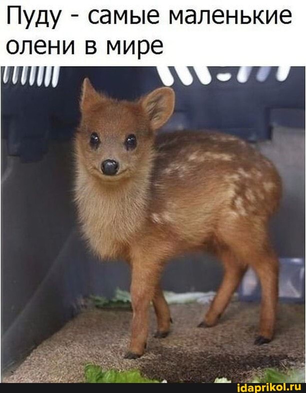 Пуду - самые маленькие
олени в мире