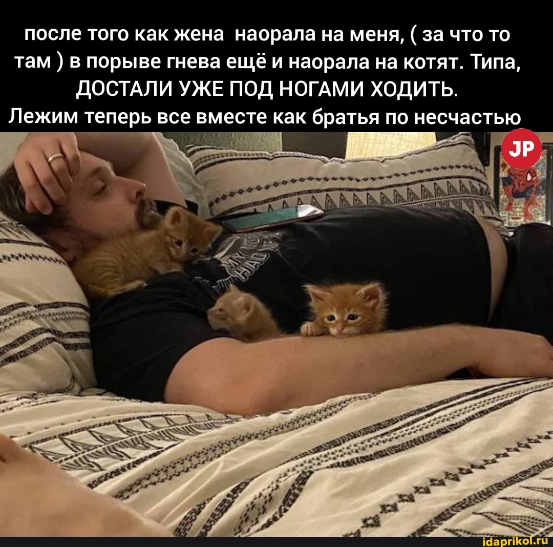 после того как жена наорала на меня, ( за что то там ) в порыве гнева ещё и наорала на котят. Типа,
ДОСТАЛИ УЖЕ ПОД НОГАМИ ХОДИТЬ.
Лежим теперь все вместе как братья по несчастью
ЭР