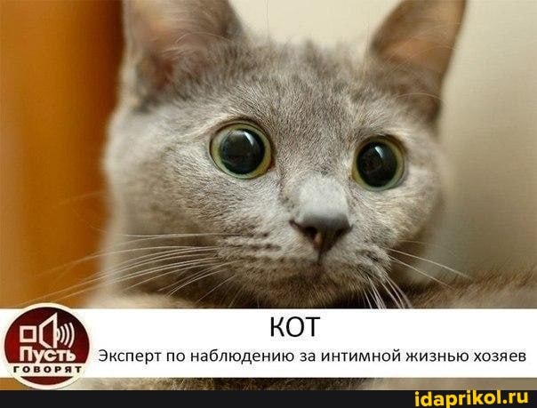 КОТ
Эксперт по наблюдению за интимной жизнью хозяев