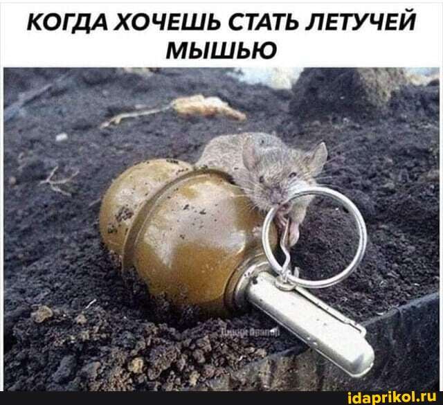 КОГДА ХОЧЕШЬ СТАТЬ ЛЕТУЧЕЙ МЫШЬЮ