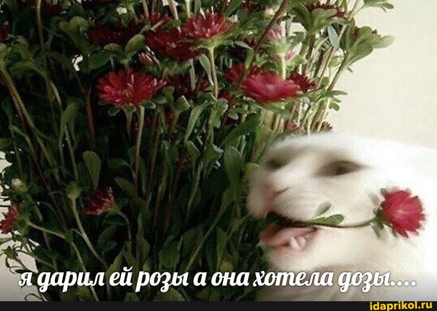 a дарил ей розы а она