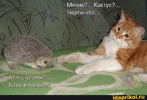 Мех с усами?,
Конь. в лальто!