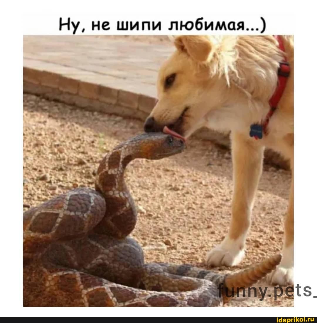 Ну, не шипи любимая...)
