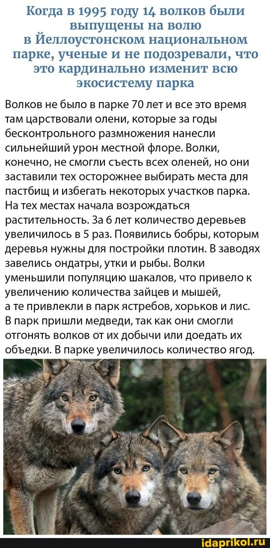 Когда в 1995 году 14 волков были выпущены на волю в Иеллоустонском национальном парке, ученые и не подозревали, что это кардинально изменит всю экосистему парка
Волков не было в парке 70 лет и все это время там царствовали олени, которые за годы бесконтрольного размножения нанесли сильнейший урон местной флоре. Волки, конечно, не смогли сесть всех оленей, но они заставили тех осторожнее выбирать места для пастбищ и избегать некоторых участков парка.
На тех местах начала возрождаться растительность. За 6 лет количество деревьев увеличилось в 5 раз. Появились бобры, которым деревья нужны для постройки плотин. В заводях завелись ондатры, утки и рыбы. Волки уменьшили популяцию шакалов, что привело к увеличению количества зайцев и мышей,
те привлекли в парк ястребов, хорьков и лис.
В парк пришли медведи, так как они смогли отгонять волков от их добычи или доедать их обедки. В парке увеличилось количество ягод.