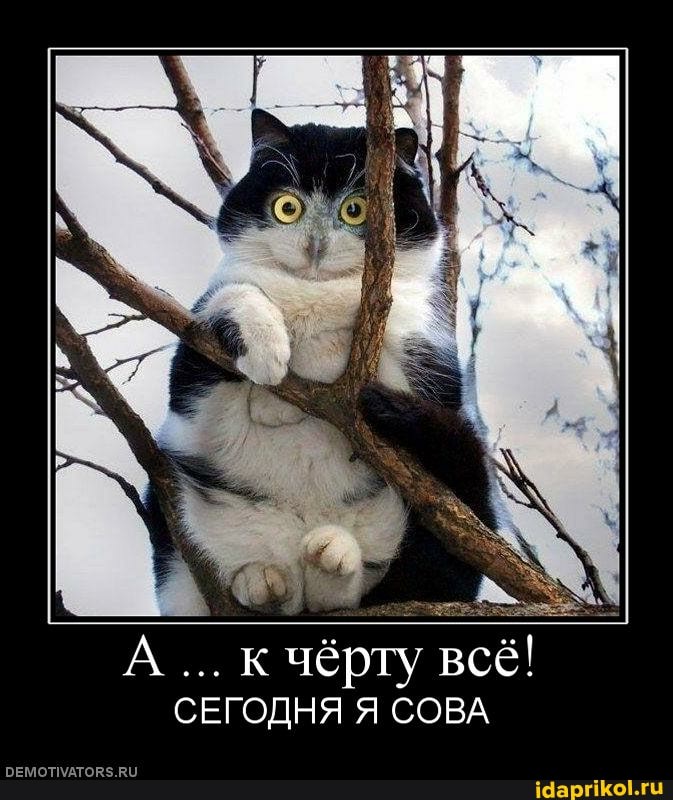 А... к чёрту всё!
СЕГОДНЯ Я СОВА