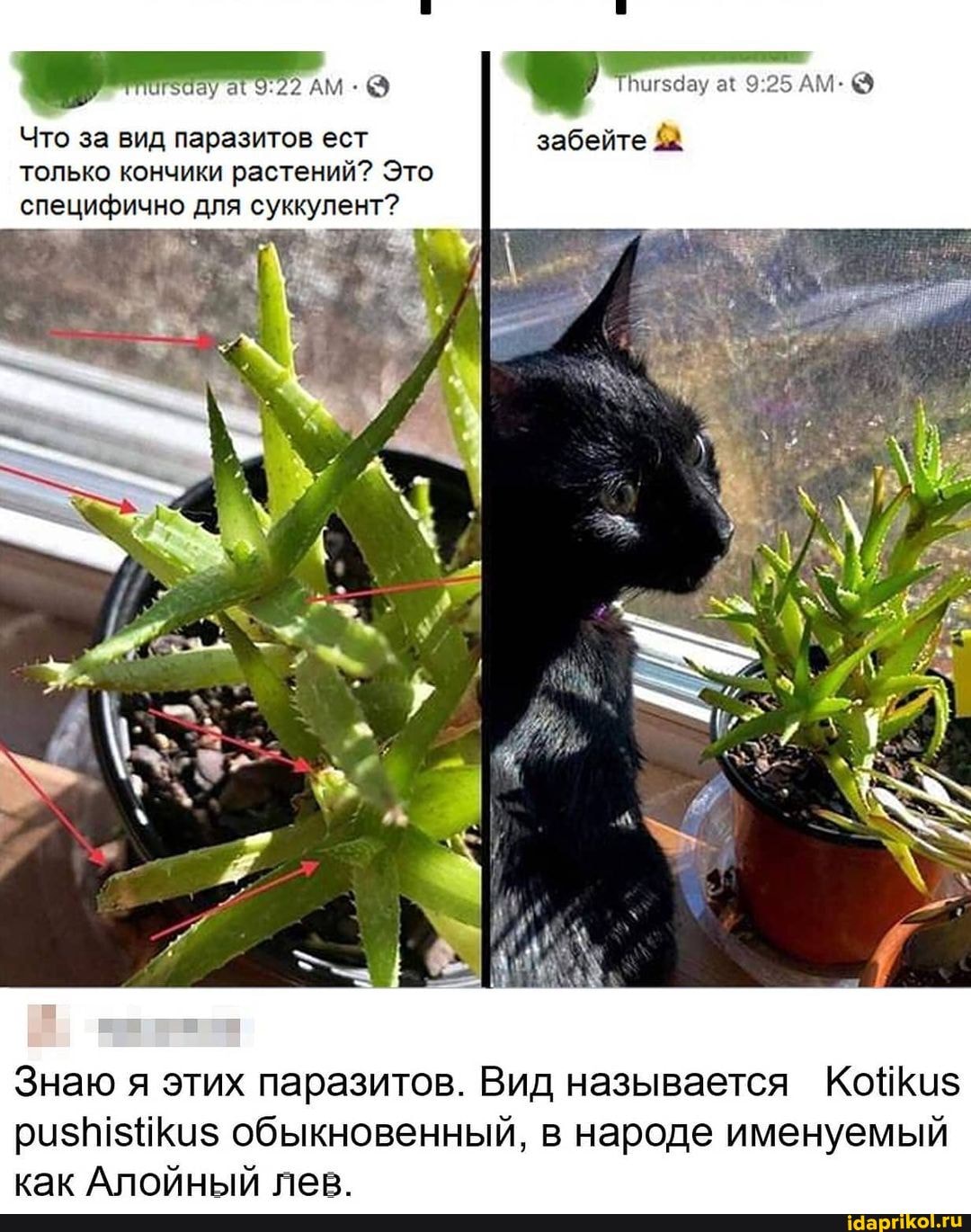 АМ
Что за вид паразитов ест забейте только кончики растений? Это специфично для суккулент?
Знаю я этих паразитов. Вид называется ризе обыкновенный, в народе именуемый
как АЛОИНЫЙ