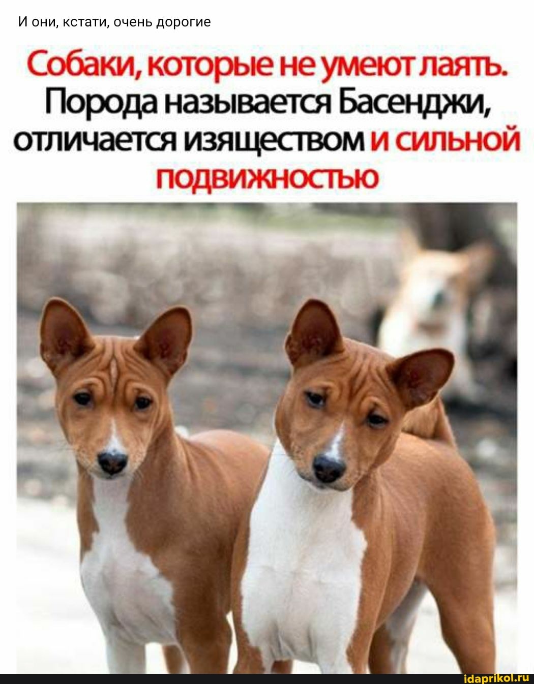 И они, кстати, очень дорогие
Собаки, которые не умеютлаять.
Порода называется Басенджи, отличается изяществом и сильной
ПОДВИЖНОСТЬЮ