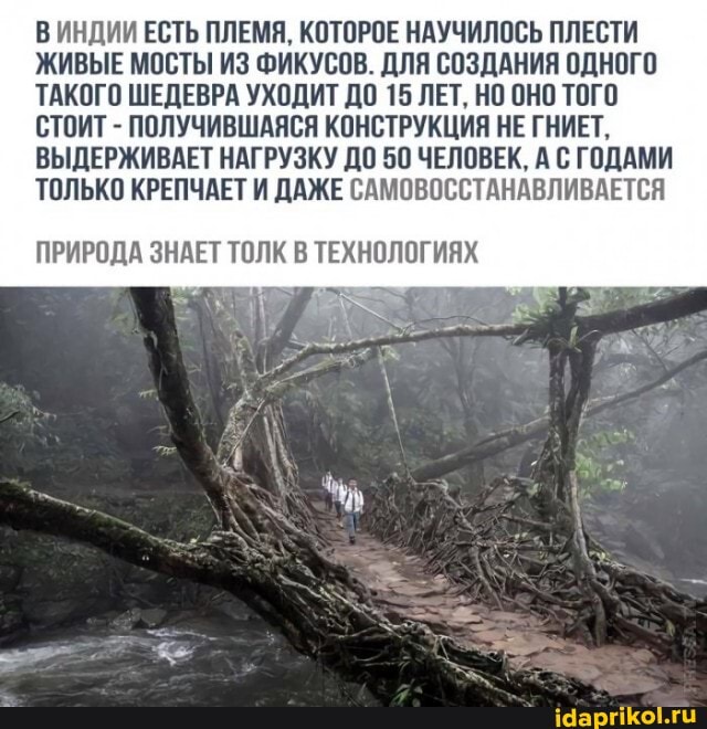 ВИНДИИ ЕСТЬ ПЛЕМЯ, КОТОРОЕ НАУЧИЛОСЬ ПЛЕСТИ ЖИВЫЕ МОСТЫ ИЗ ФИКУСОВ. ДЛЯ СОЗДАНИЯ ОДНОГО ТАКОГО ШЕДЕВРА УХОДИТ ДО 15 ЛЕТ, НО ОНО ТОГО СТОИТ - ПОЛУЧИВШАЯСЯ КОНСТРУКЦИЯ НЕ ГНИЕТ,
ВЫДЕРЖИВАЕТ НАГРУЗКУ ДО 50 ЧЕЛОВЕК, А С ГОДАМИ ТОЛЬКО КРЕПЧАЕТ И ДАЖЕ САМОВОССТАНАВЛИВАЕТСЯ
ПРИРОДА ЗНАЕТ ТОЛК В ТЕХНОЛОГИЯХ