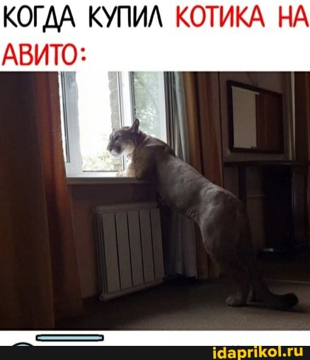 КОГДА КУПИЛ КОТИКА НА АВИТО:
