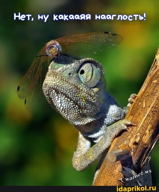 Нет, ну какааяя
