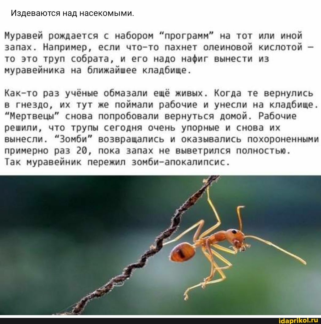 Издеваются над насекомыми.
Муравей рождается с набором "программ" на тот или иной запах. Например, если что-то пахнет олеиновой кислотой то это труп собрата, и его надо нафиг вынести из муравейника на ближайшее кладбище.
Как-то раз учёные обмазали ещё живых. Когда те вернулись в гнездо, их тут же поймали рабочие и унесли на кладбище.
"Мертвецы" снова попробовали вернуться домой. Рабочие решили, что трупы сегодня очень упорные и снова их вынесли. "Зомби" возвращались и оказывались похороненными примерно раз 20, пока запах не выветрился полностью.
Так муравейник пережил зомби-апокалипсис.