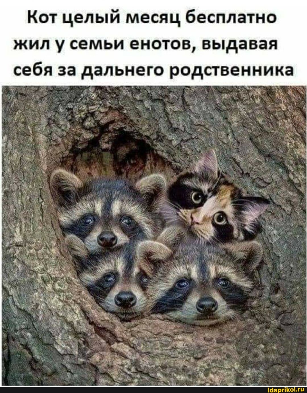 Кот целый месяц бесплатно жил у семьи енотов, выдавая себя за дальнего родственника