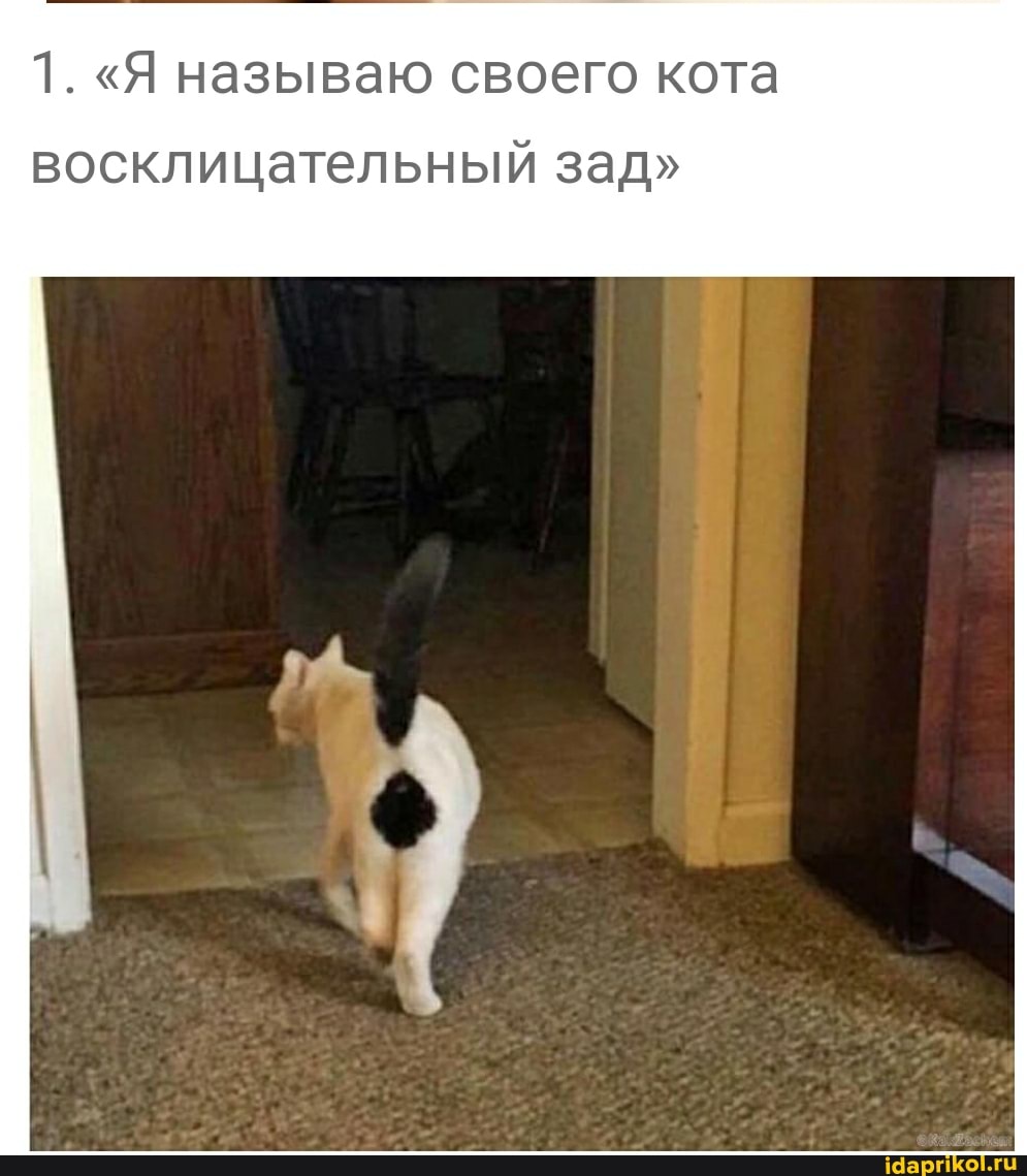 1. "Я называю своего кота
восклицательный зад"