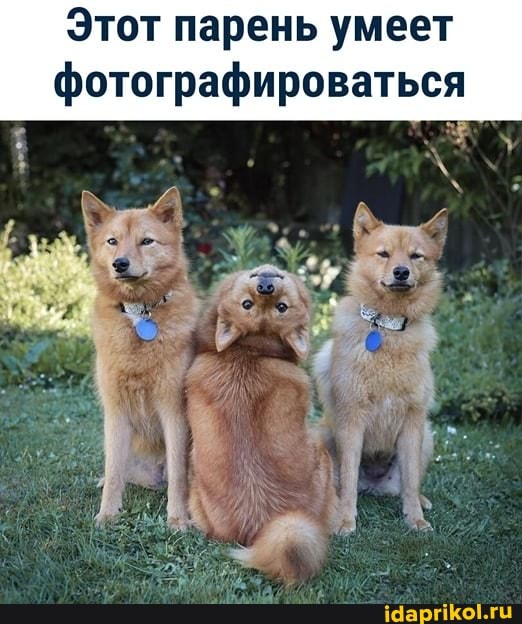 Этот парень умеет фотографироваться