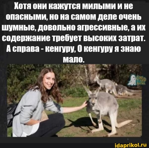 Хотя они кажутся милыми и не опасными, но на самом деле очень шумные, довольно агрессивные, а их содержание требует высоких затрат.
А справа - кенгуру, 0 кенгуру я знаю
мало.