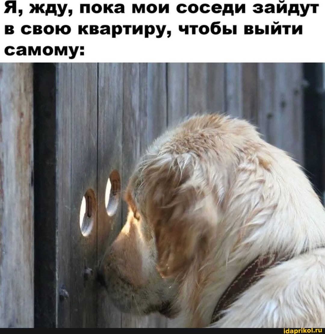 ' жду, пока мои соседи зайдут
в свою квартиру, чтобы выйти самому: