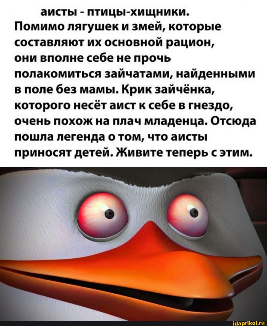 аисты - птицы-хищники.
Помимо лягушек и змей, которые составляют их основной рацион,
они вполне себе не прочь полакомиться зайчатами, найденными в поле без мамы. Крик зайчёнка, которого несёт аист к себе в гнездо, очень похож на плач младенца. Отсюда пошла легенда о том, что аисты приносят детей. Живите теперь с этим.