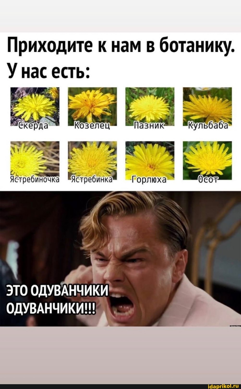 Приходите к нам в ботанику.
У нас есть:
Горлиха сот
ЭТО ОДУВАНЧИКИ ОДУВАНЧИКИ!!