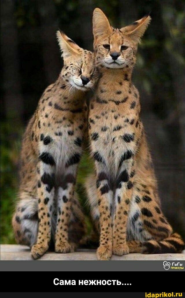 Сама нежность... - Сама нежность....