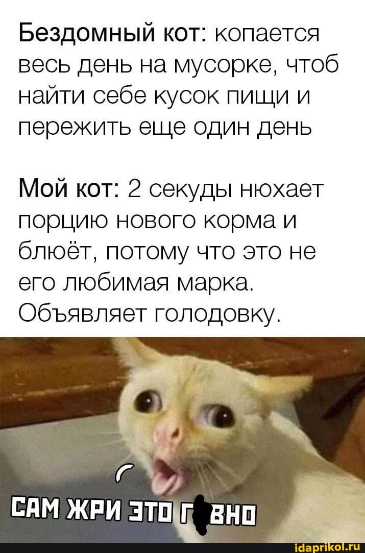 Бездомный кот: копается весь день на мусорке, чтоб найти себе кусок пищи и пережить еще один день
Мой кот: 2 секуды нюхает порцию нового корма и блюёт, потому что это не его любимая марка.
Обявляет голодовку.
САМ ЖРИ ЭТО ВНО