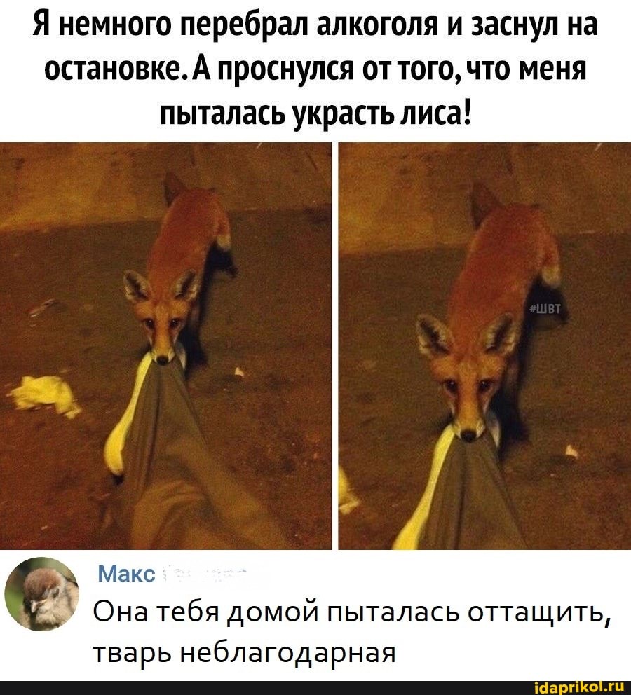 Я немного перебрал алкоголя и заснул на остановке. А проснулся от того, что меня пыталась украсть лиса!
Макс
Она тебя домой пыталась оттащить, тварь неблагодарная