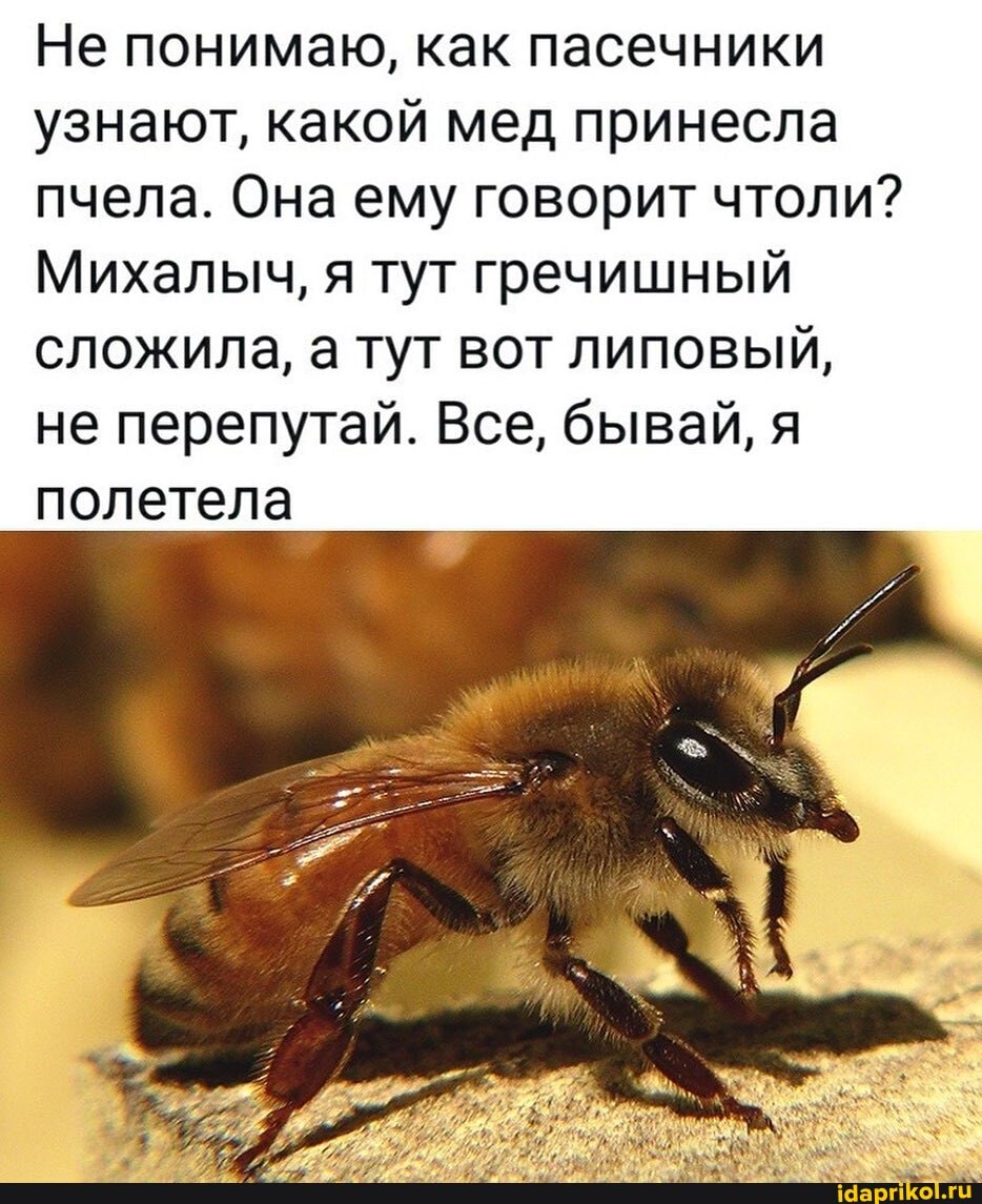 Не понимаю, как пасечники узнают, какой мед принесла пчела. Она ему говорит чтоли?
Михалыч, я тут гречишный сложила, а тут вот липовый, не перепутай. Все, бывай, я полетела