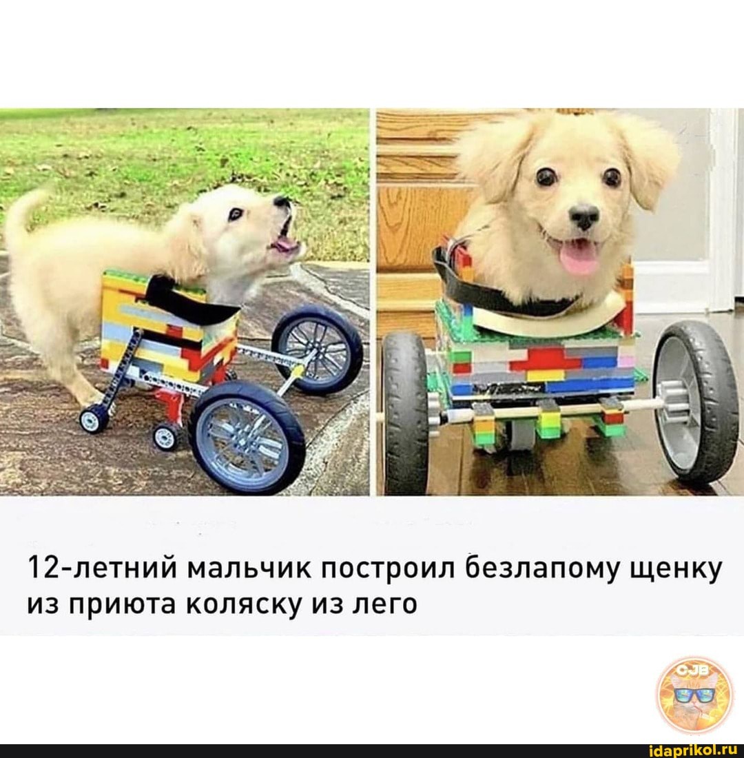 12-летний мальчик построил безлапому щенку из приюта коляску из лего