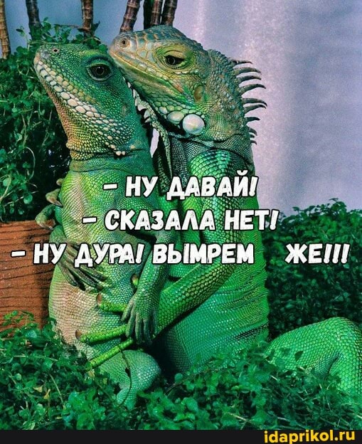 - НУ ДАВАЙ!
СКАЗАЛА НЕТ?
НУ ДУРА} ВЫМРЕМ ЖЕШ