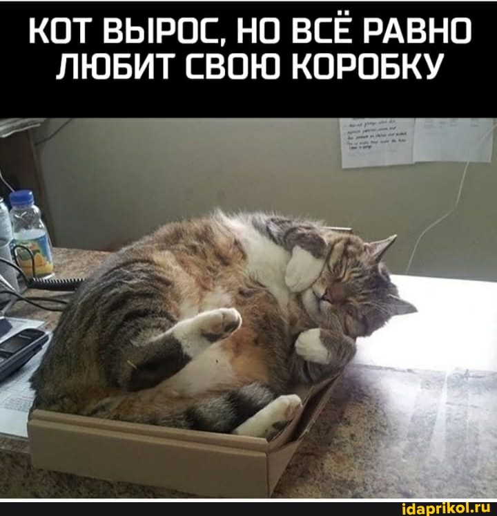 КОТ ВЫРОС, НО ВСЁ РАВНО ЛЮБИТ СВОЮ КОРОБКУ