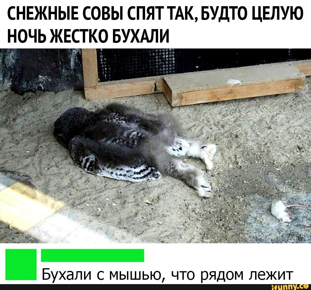 СНЕЖНЫЕ СОВЫ СПЯТ ТАК, БУДТО ЦЕЛУЮ
НОЧЬ ЖЕСТКО БУХАЛИ
e
Бухали с мышью, что рядом лежит