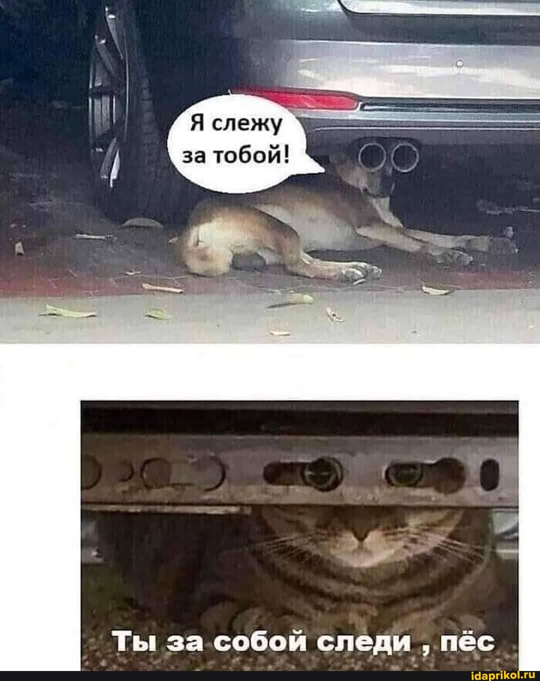 Я слежу за тобой!
Ты за собой следи пёс .