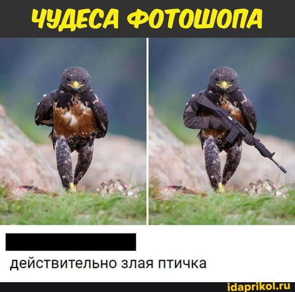ЧУДЕСА ФОТОШОПА
действительно злая птичка